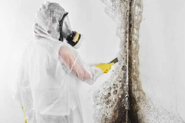 Best Mold Remediation for Specific Building Types in Belle Plaine, KS